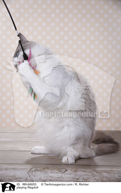 spielende Ragdoll / playing Ragdoll / RR-88855