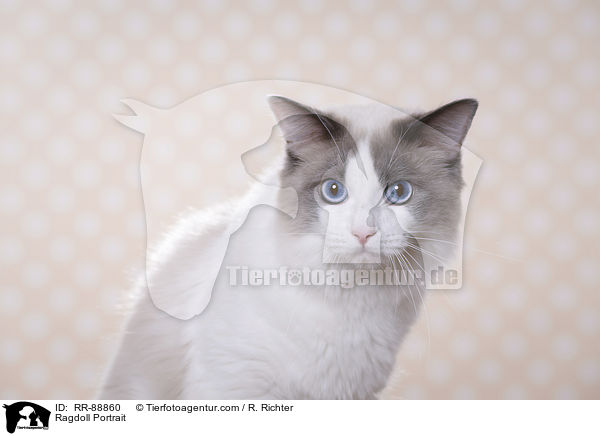 Ragdoll Portrait / Ragdoll Portrait / RR-88860