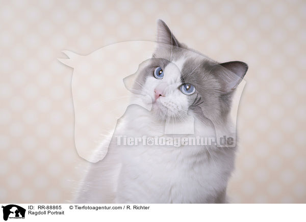 Ragdoll Portrait / Ragdoll Portrait / RR-88865