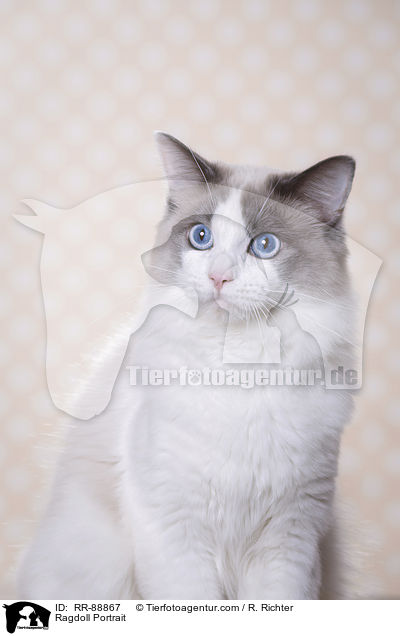 Ragdoll Portrait / Ragdoll Portrait / RR-88867