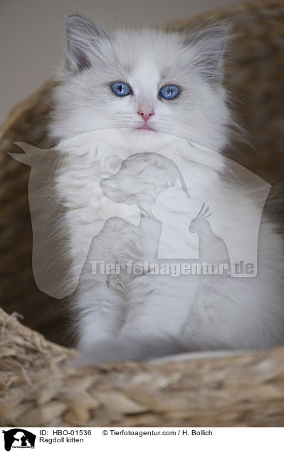 Ragdoll Ktzchen / Ragdoll kitten / HBO-01536