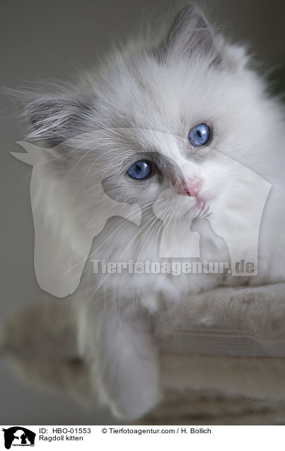 Ragdoll Ktzchen / Ragdoll kitten / HBO-01553