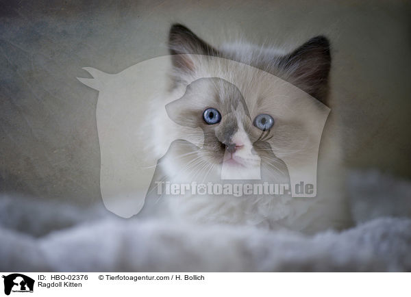 Ragdoll Ktzchen / Ragdoll Kitten / HBO-02376