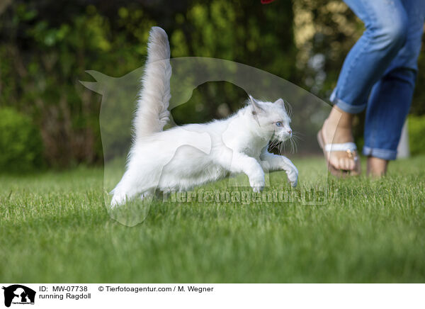 rennende Ragdoll / running Ragdoll / MW-07738