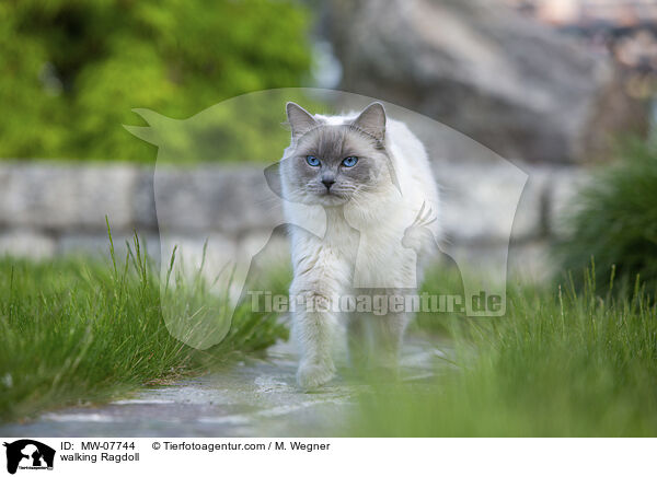 laufende Ragdoll / walking Ragdoll / MW-07744