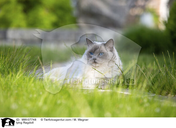liegende Ragdoll / lying Ragdoll / MW-07748