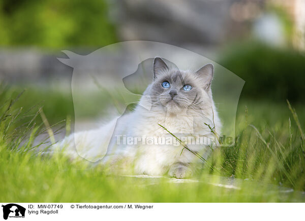 liegende Ragdoll / lying Ragdoll / MW-07749
