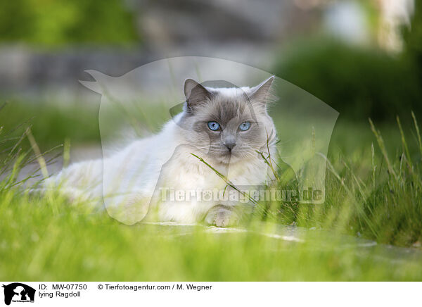 liegende Ragdoll / lying Ragdoll / MW-07750