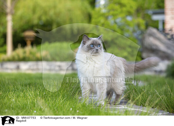 Ragdoll / Ragdoll / MW-07753