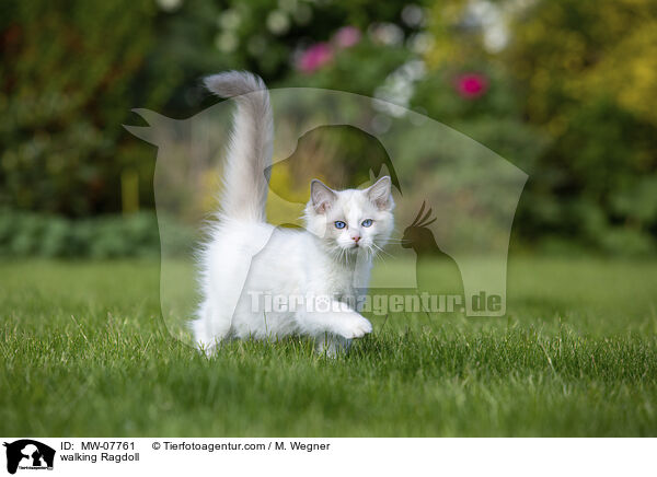 laufende Ragdoll / walking Ragdoll / MW-07761
