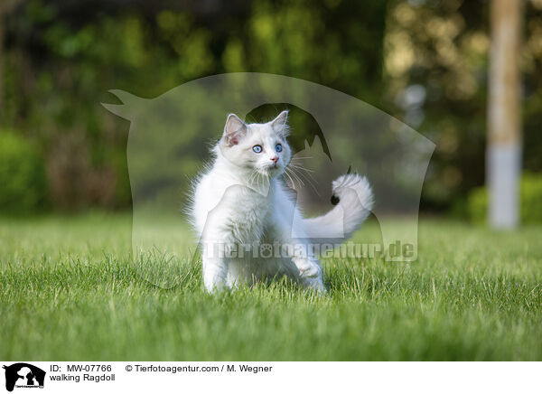 laufende Ragdoll / walking Ragdoll / MW-07766