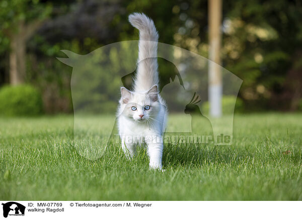 laufende Ragdoll / walking Ragdoll / MW-07769