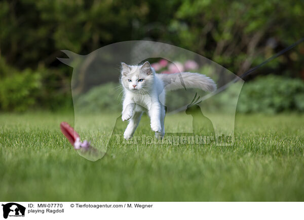 spielende Ragdoll / playing Ragdoll / MW-07770
