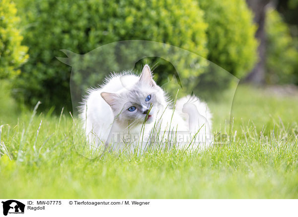 Ragdoll / Ragdoll / MW-07775