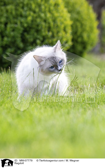 Ragdoll / Ragdoll / MW-07779