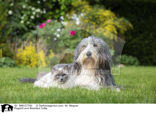 Ragdoll und Bearded Collie / Ragdoll and Bearded Collie / MW-07790