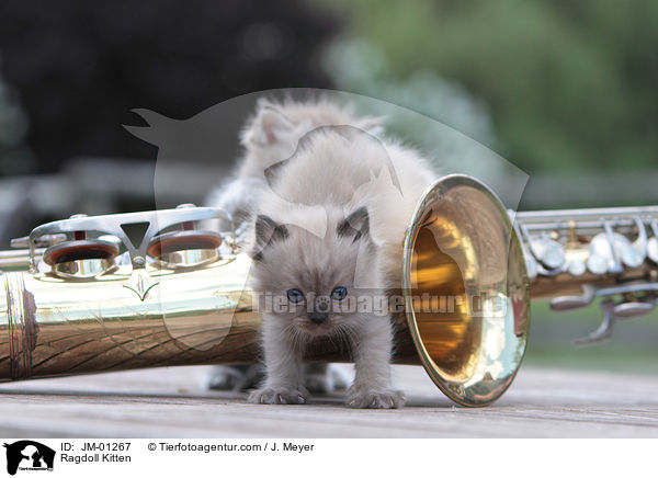 Ragdoll K�tzchen / Ragdoll Kitten / JM-01267