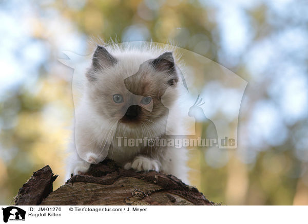 Ragdoll K�tzchen / Ragdoll Kitten / JM-01270