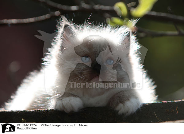 Ragdoll K�tzchen / Ragdoll Kitten / JM-01274
