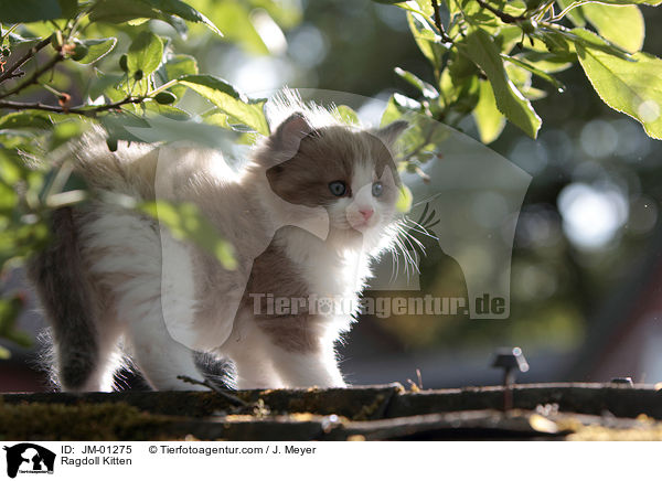 Ragdoll K�tzchen / Ragdoll Kitten / JM-01275