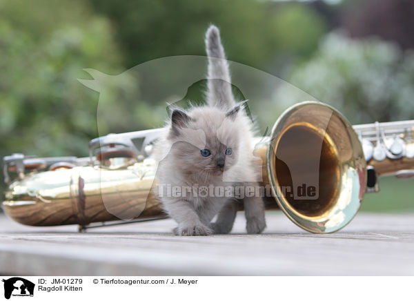 Ragdoll K�tzchen / Ragdoll Kitten / JM-01279