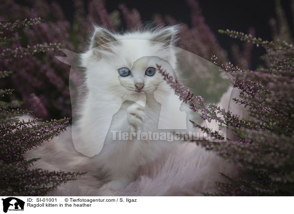 Ragdoll Ktzchen in der Heide / Ragdoll kitten in the heather / SI-01001