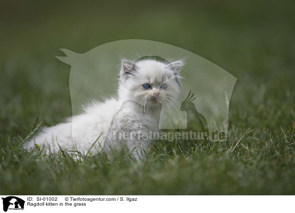 Ragdoll kitten in the grass / SI-01002