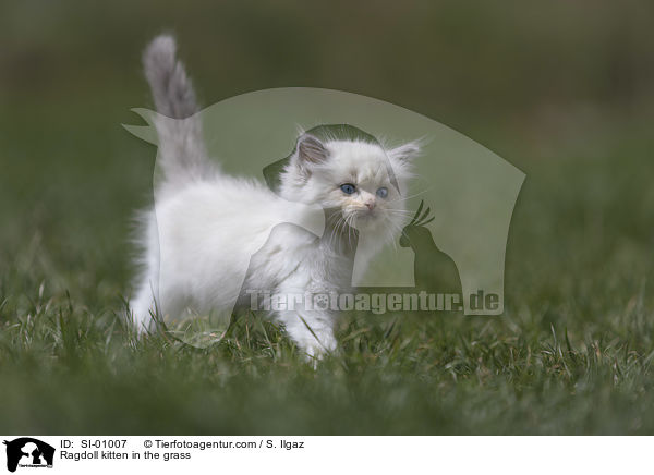 Ragdoll Ktzchen im Gras / Ragdoll kitten in the grass / SI-01007