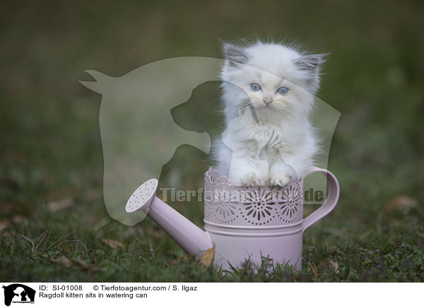 Ragdoll kitten sits in watering can / SI-01008