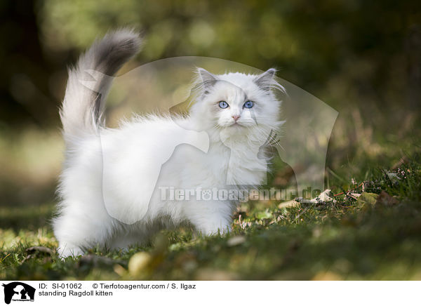 standing Ragdoll kitten / SI-01062