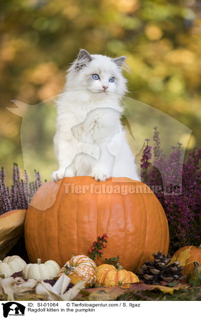 Ragdoll kitten in the pumpkin / SI-01064