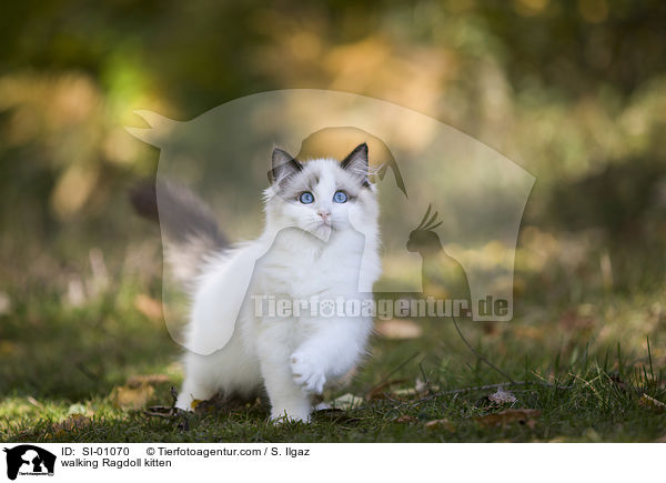 walking Ragdoll kitten / SI-01070