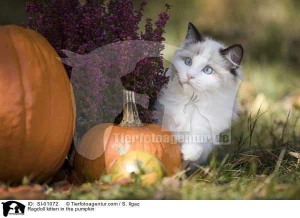 Ragdoll Ktzchen im Krbis / Ragdoll kitten in the pumpkin / SI-01072