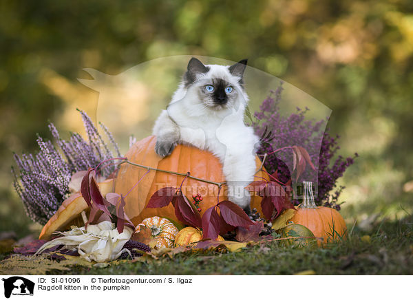 Ragdoll kitten in the pumpkin / SI-01096
