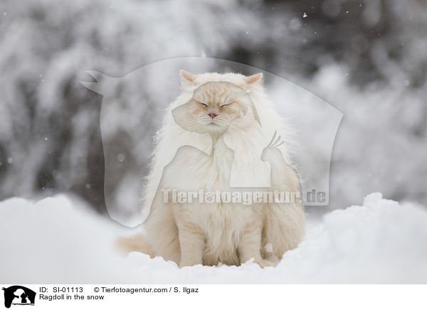 Ragdoll im Schnee / Ragdoll in the snow / SI-01113
