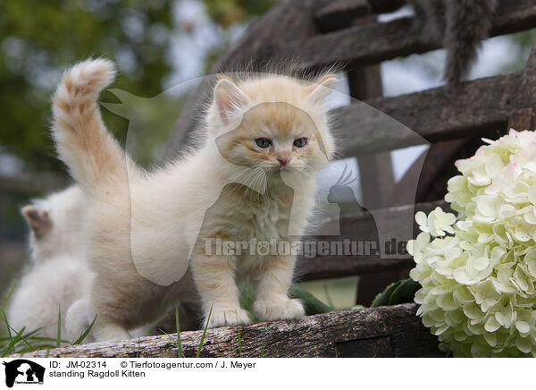 stehendes Ragdoll Ktzchen / standing Ragdoll Kitten / JM-02314