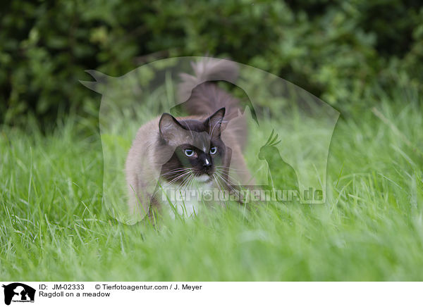 Ragdoll auf einer Wiese / Ragdoll on a meadow / JM-02333