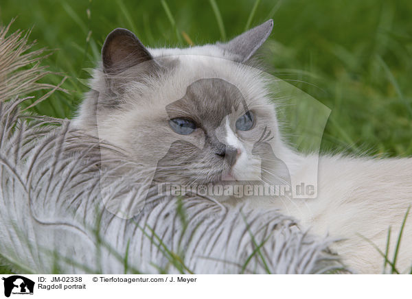 Ragdoll Portrait / Ragdoll portrait / JM-02338