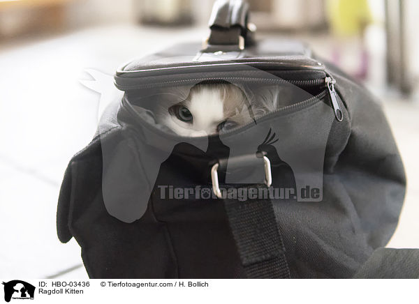 Ragdoll Ktzchen / Ragdoll Kitten / HBO-03436