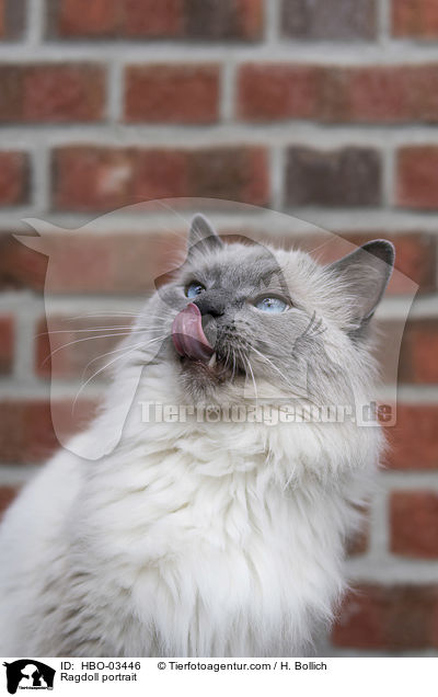 Ragdoll Portrait / Ragdoll portrait / HBO-03446