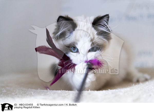 spielendes Ragdoll Ktzchen / playing Ragdoll Kitten / HBO-03455