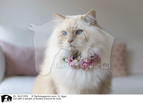 Katze mit Blumenkranz um den Hals / Cat with a wreath of flowers around its neck / SI-01378