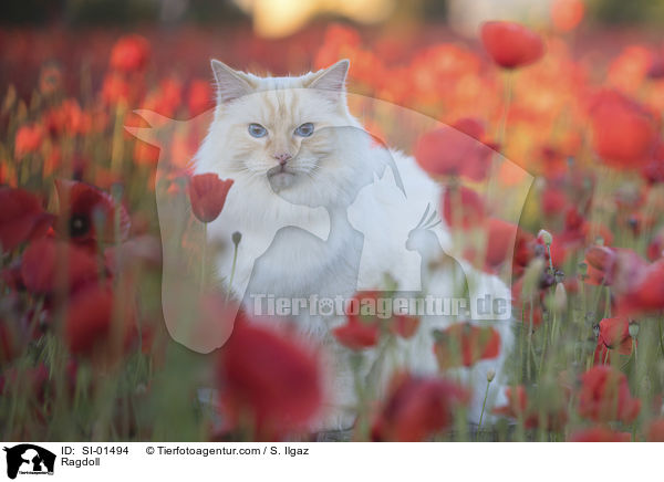 Ragdoll / Ragdoll / SI-01494