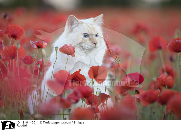 Ragdoll / Ragdoll / SI-01495