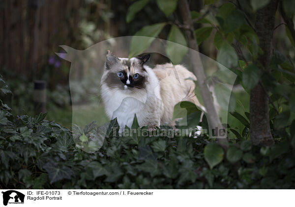 Ragdoll Portrait / Ragdoll Portrait / IFE-01073
