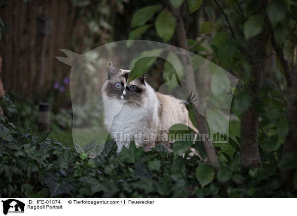 Ragdoll Portrait / Ragdoll Portrait / IFE-01074