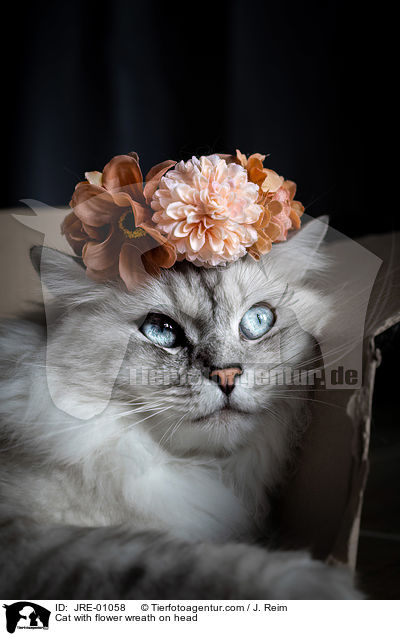 Cat with flower wreath on head / JRE-01058