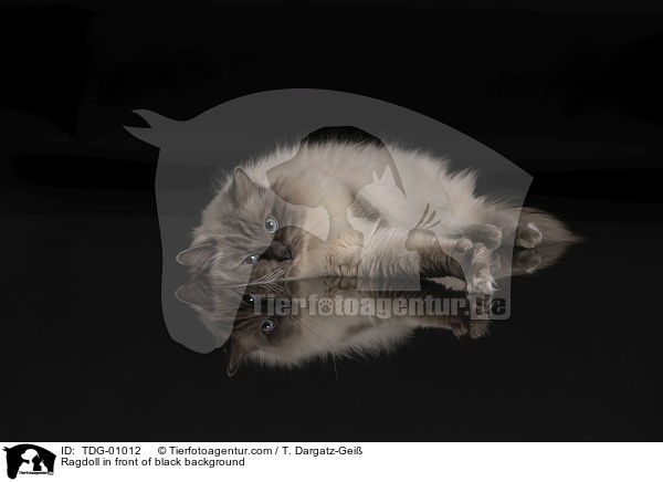 Ragdoll vor schwarzem Hintergrund / Ragdoll in front of black background / TDG-01012