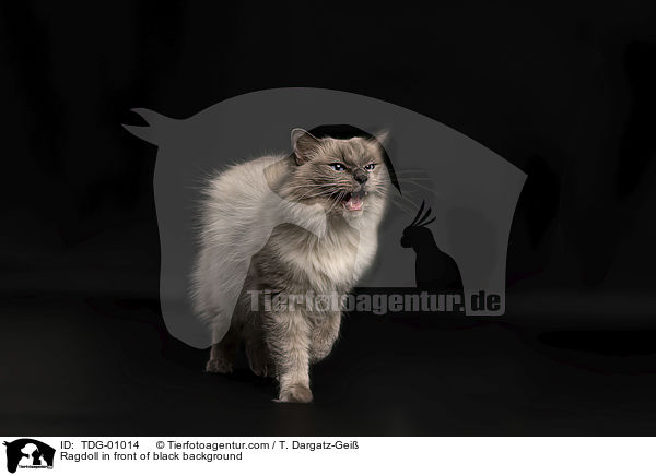 Ragdoll vor schwarzem Hintergrund / Ragdoll in front of black background / TDG-01014