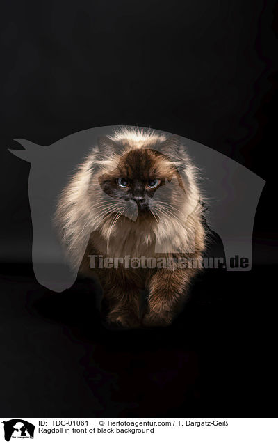 Ragdoll vor schwarzem Hintergrund / Ragdoll in front of black background / TDG-01061